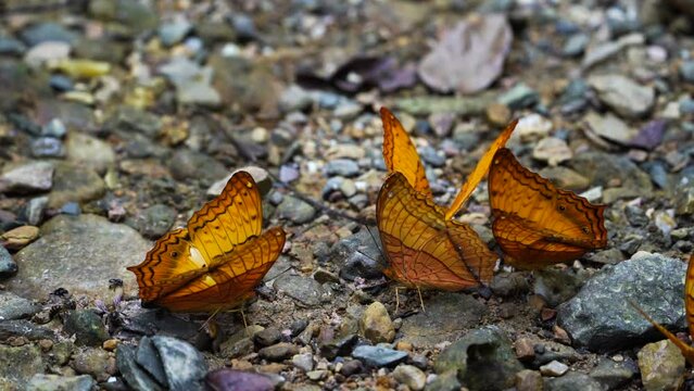 Butterflies eat nutrients on the ground.