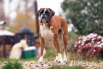 Adorable fawn and white Boxer dog posing outdoors in a garden standing on stones while snowing in...