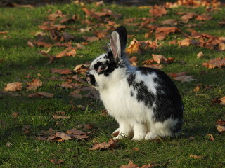 rabbit in the grass in autumn outdoor