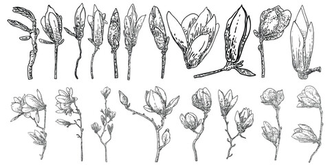 Magnolia flower stage of development and grows. From floral buds to blooming opening.  Sketch of botanic magnolia heads collection. Set of blossom levels on the twigs. Vector.