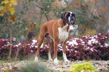 Fawn and white Boxer dog posing outdoors in a garden standing on stones while snowing in autumn