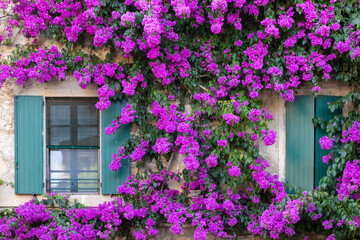 Blooming bouganville flower in summer season- exterior decoration of Italian home with traditional window.