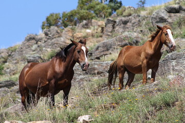 Obraz premium Two horses