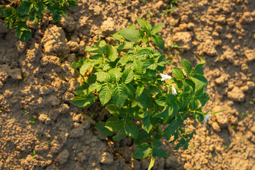 Roślina ziemniaka z kwiatem   Potato plant with flower © Adrian White