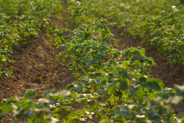 Uprawa ziemniaków   Growing potatoes © Adrian White