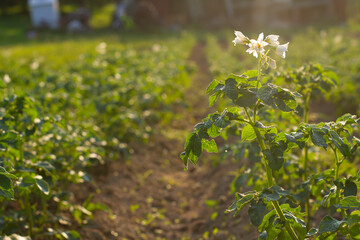 Rośliny ziemniaka w blasku słońca   Plants of the potatoes in the light of sun © Adrian White