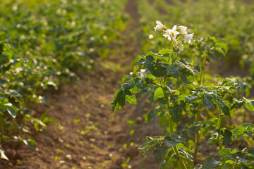 Rośliny ziemniaka w blasku słońca   Plants of the potatoes in the light of sun © Adrian White