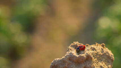biedronka na ziemi | Ladybird bug on the ground