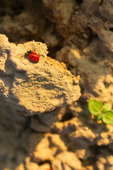 biedronka na ziemi   Ladybird bug on the ground © Adrian White