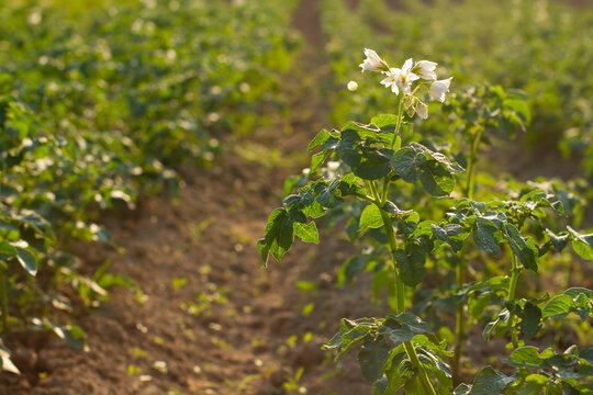 Rośliny ziemniaka w blasku słońca | Plants of the potatoes in the light of sun