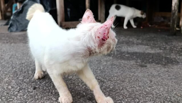 a poor abandoned street cat with parts of its body covered in ringworm with its dirty body neglected on the street