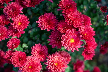 red chrysanthemums flower, red flowers on a garden