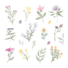 Set of watercolor simple flowers on a white background. Botanical plants, flower garden, delicate shades of flowers, green leaves, petals, bouquet of flowers.