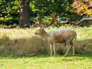 Fellow Deer Buck Standing in a Park
