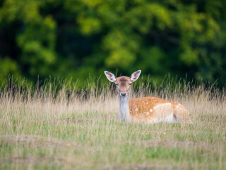 Fellow Deer Hind in a Meadow