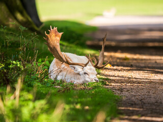 Fellow Deer Buck Sitting Down