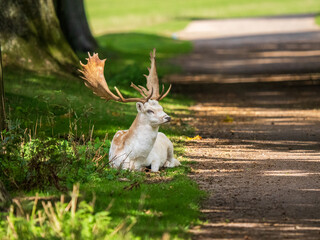 Fellow Deer Buck Sitting Down