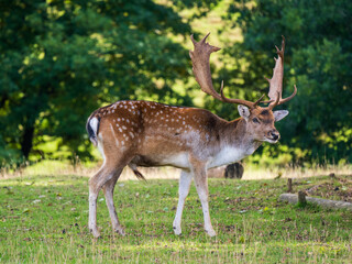 Naklejka na ściany i meble Fellow Deer Buck Standing in a Park