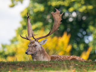 Fellow Deer Buck Sitting Down