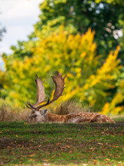 Fellow Deer Buck Sitting Down
