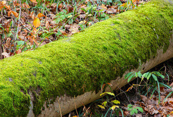 A close-up of green moss on a fallen log on the ground in the forest