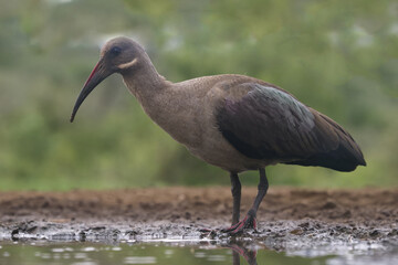 Hadada or Hadeda Ibis (Bostrychia hagedash), Kwazulu Natal Province, South Africa