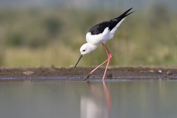 Fototapeta premium Black-winged stilt (Himantopus himantopus) walking in water, Kwazulu Natal Province, South Africa