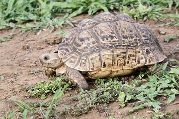 Leopard tortoise (Stigmochelys pardalis), Kwazulu Natal Province, South Africa