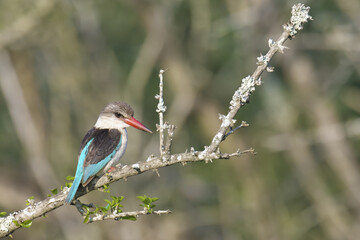 Brown-hooded kingfisher (Halcyon albiventris) on a branch, Kwazulu Natal Province, South Africa