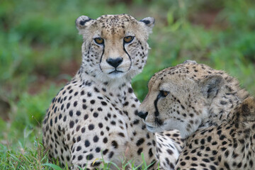 Two young Southeast African cheetahs (Acinonyx jubatus jubatus) laying in grass, Kwazulu Natal Province, South Africa