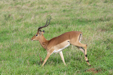 Naklejka na ściany i meble Impala (Aepyceros melampus melampus) running in the savannah, Kwazulu Natal Province, South Africa