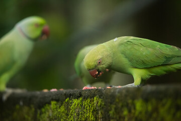 A group of parrots eating fruits