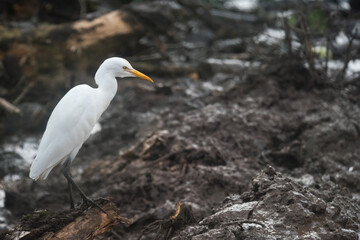 Egret bird in a paddy field