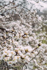 A tree blooms in an orchard in spring. Flowering fruit tree.