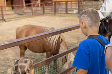 Cute boy child watching a pony near the paddock at the zoo. A child looks at a small pony horse in...