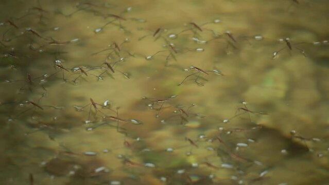 River skaters (Gerris najas) insects on the surface of the Zrmanja River