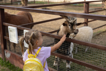A girl reaches out to touch the head of a goat in the pen of a petting zoo. Little cute girl wants...