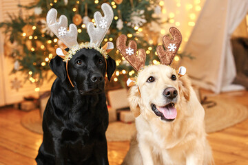 labrador retriever and golden retriever with christmas decorations