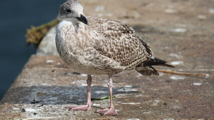 mouettes goélands