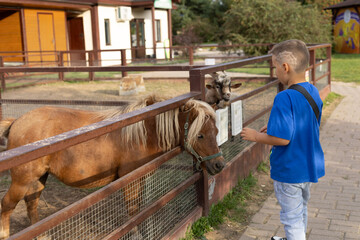 The boy carefully reaches out his hands to the pony's muzzle to stroke it. A child at the zoo...