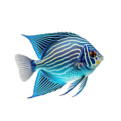 Tropical fish isolated on transparent background