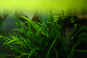 blurred green background, algae behind glass in the aquarium