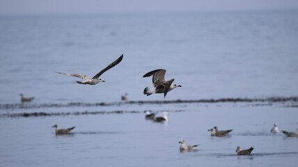 mouettes goélands