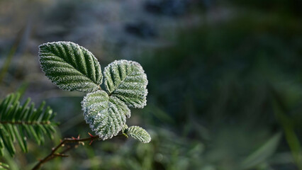 Frost, Makro, Blatt