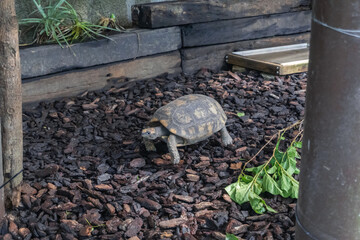 a greek turtoise walking on the ground.