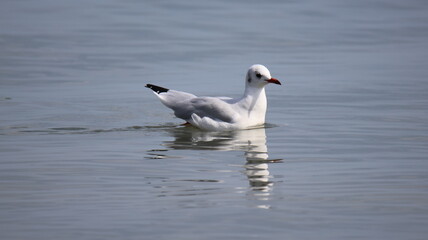 mouettes goélands