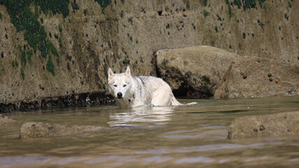 husky baignade