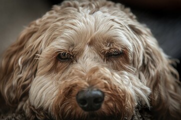Furry face of a brown Labradoodle in closeup