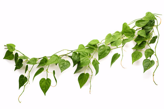 A Cissus spp. Jungle vine, resembling a hanging Green leafed Grape ivy bush, isolated on a White backdrop.
