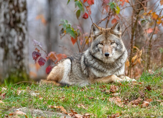 Wild Coyote, In the Heart of Fall: A Majestic Coyote Finds Peace in Nature's Embrace, a Stunning Snapshot of Wilderness Elegance.  Wildlife Photography.